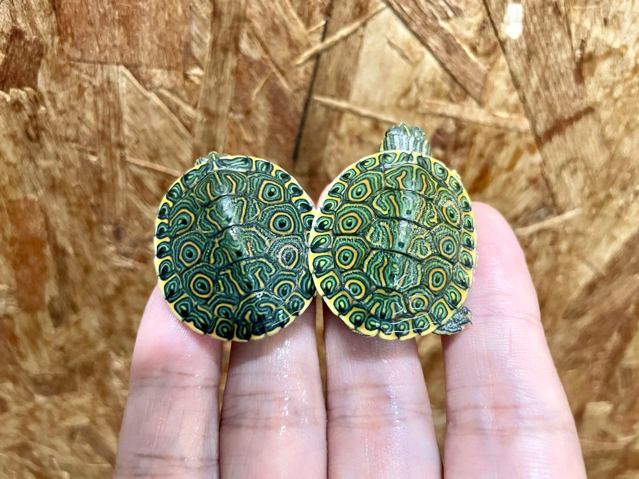 チュウベイクジャクガメ(5)