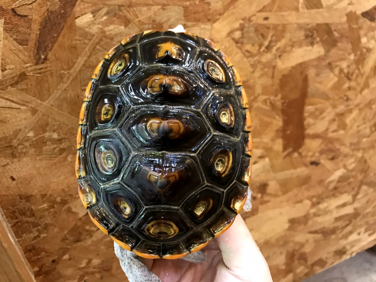 オルナータダイヤモンドバックテラピン(3)