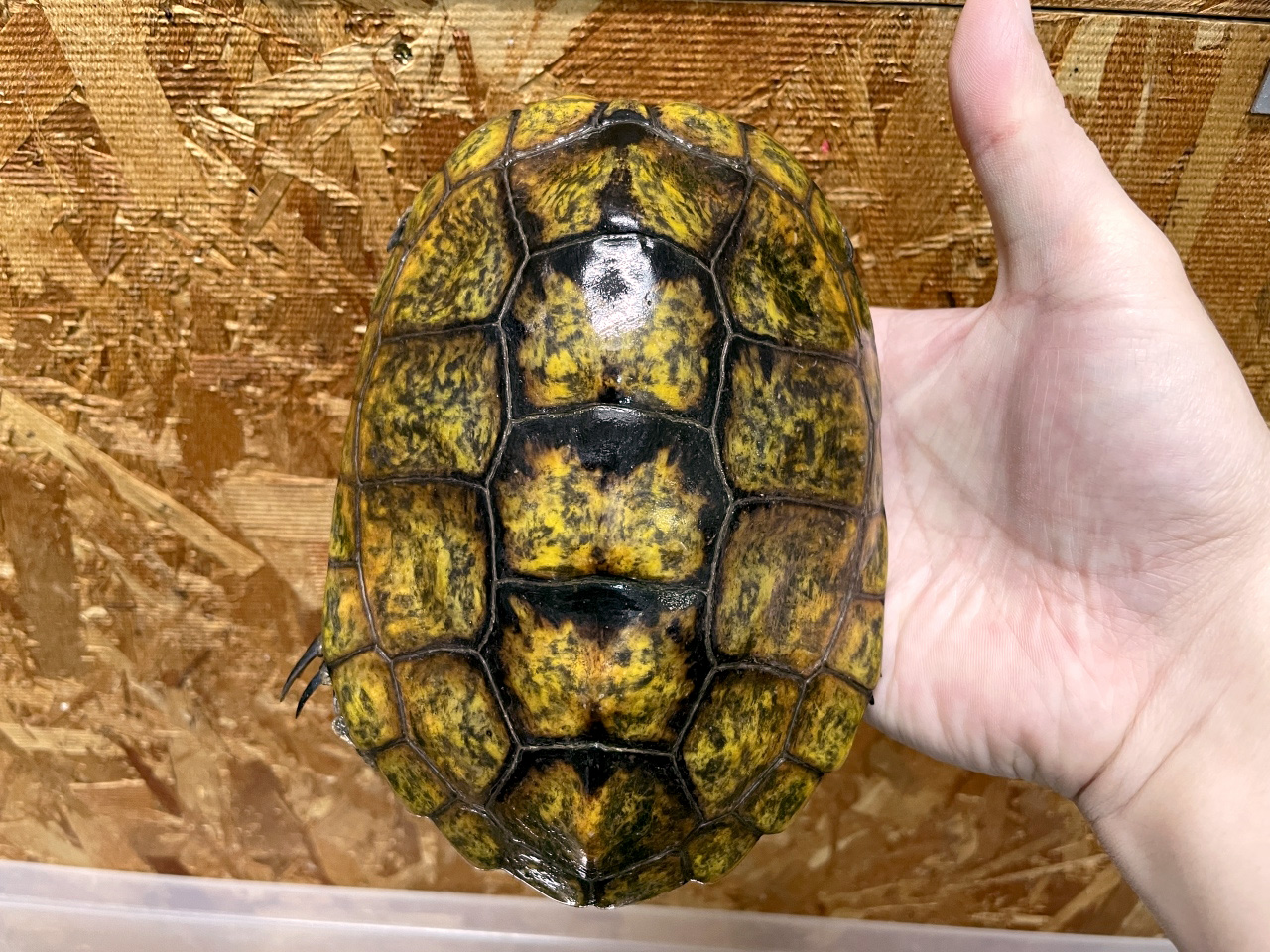 ニホンイシガメ(1)