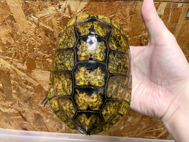 ニホンイシガメ