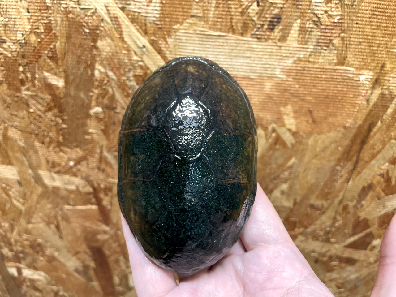 フロリダドロガメ(1)