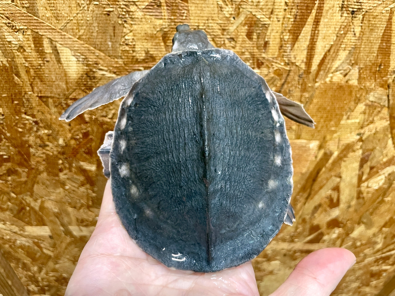 スッポンモドキ(5)