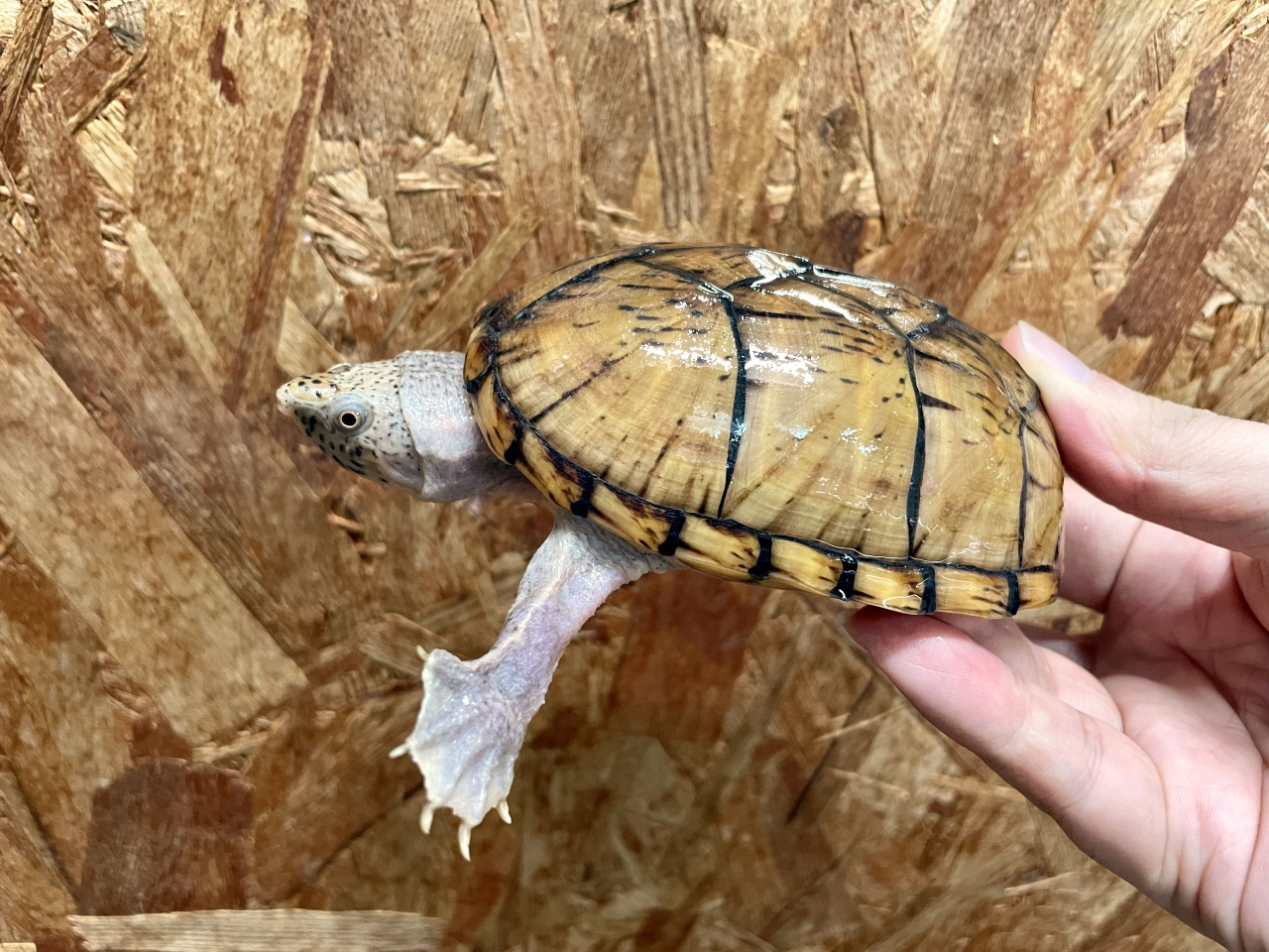 オオアタマヒメニオイガメ(6)