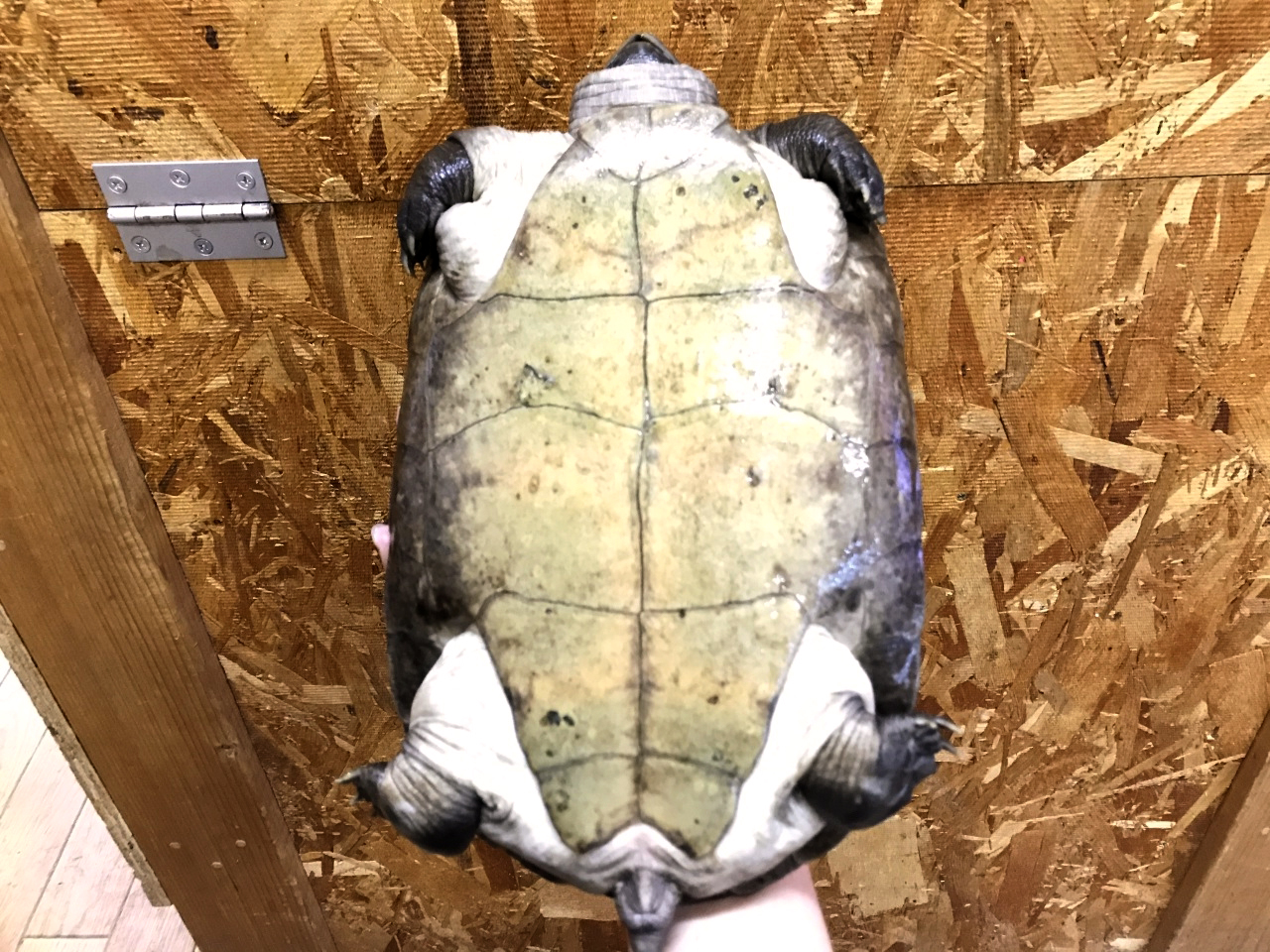 ボルネオカワガメ(4)