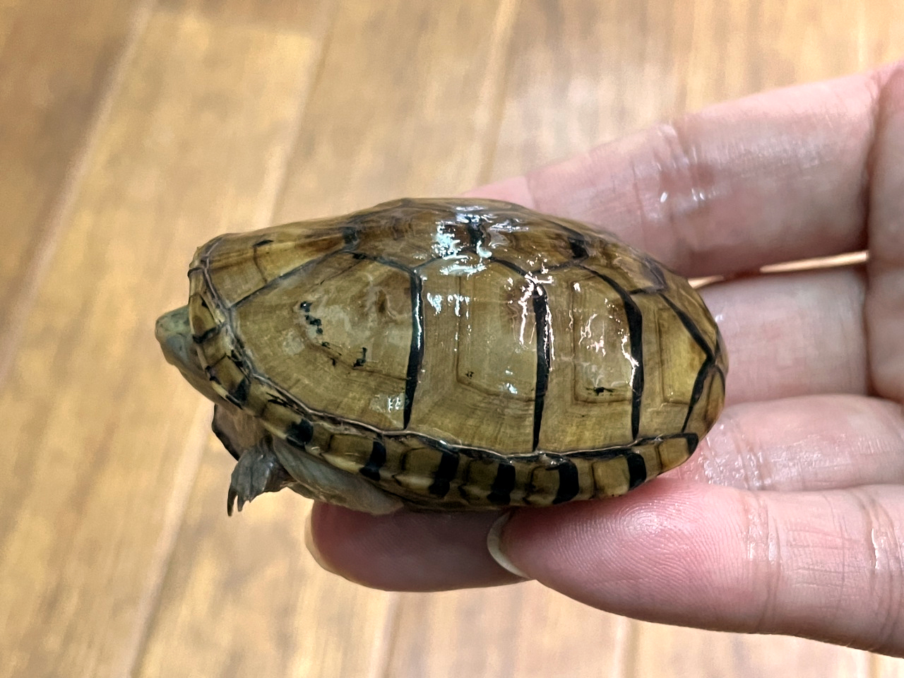 フロリダドロガメ(6)