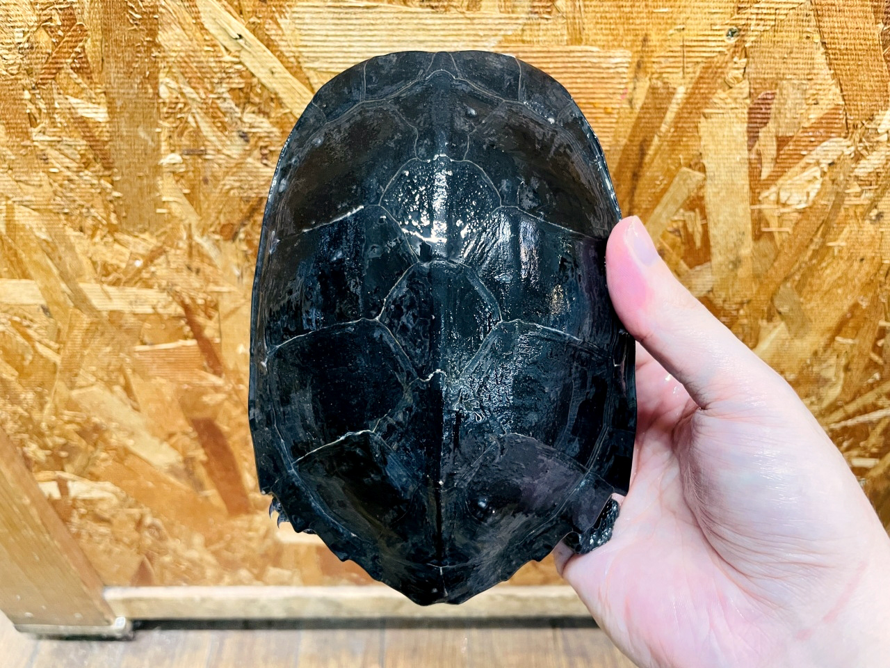 ホオジロクロガメ(7)