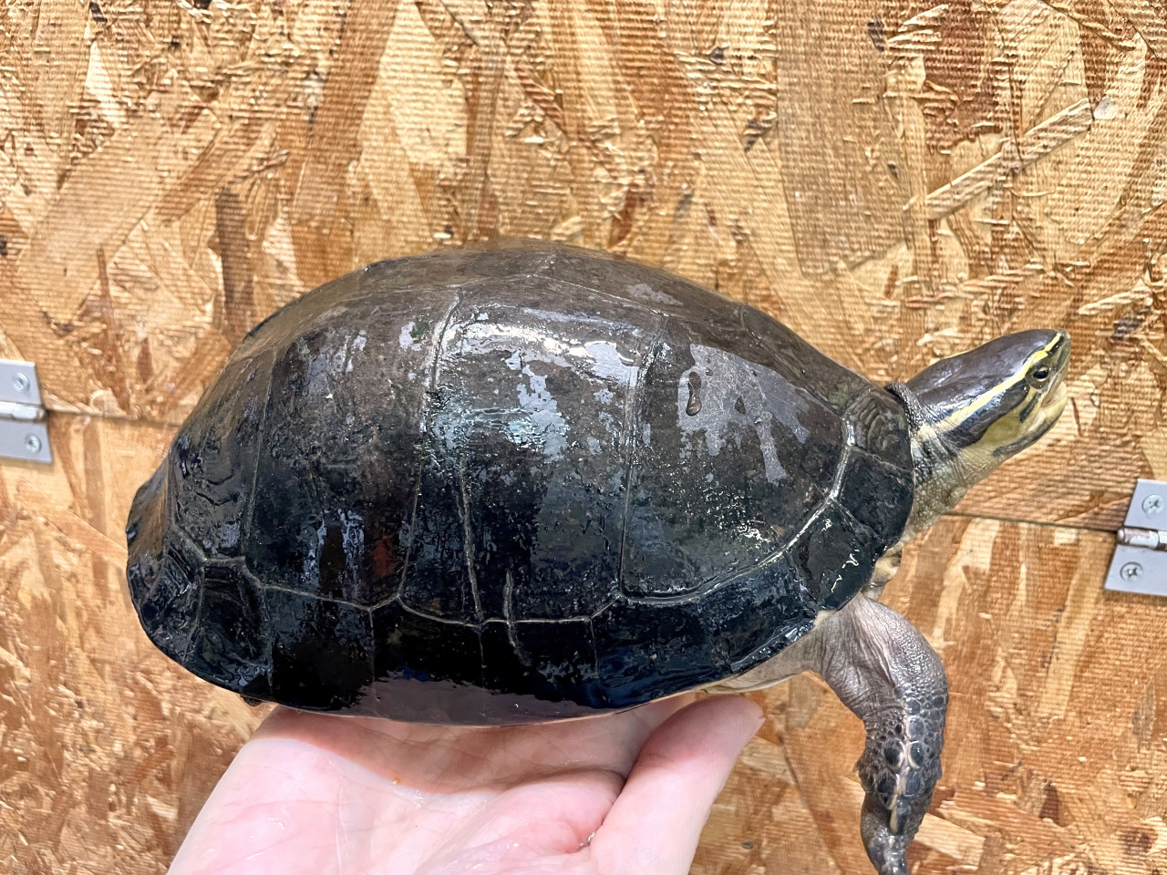 ジャワハコガメ(10)