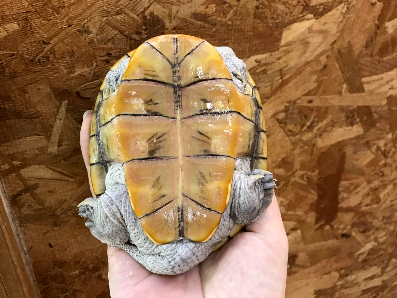 オルナータダイヤモンドバックテラピン(4)