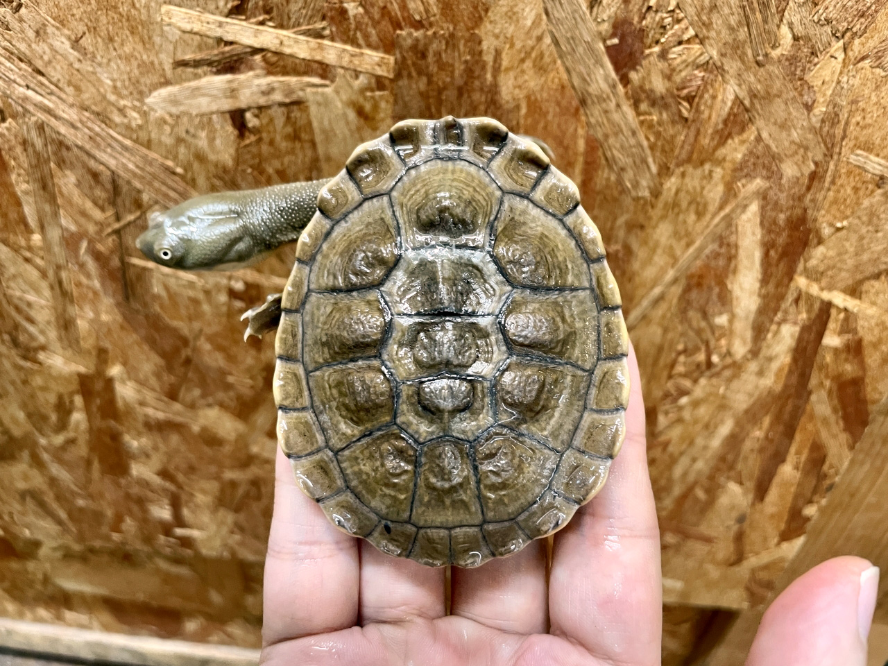 チモールナガクビガメ(2)