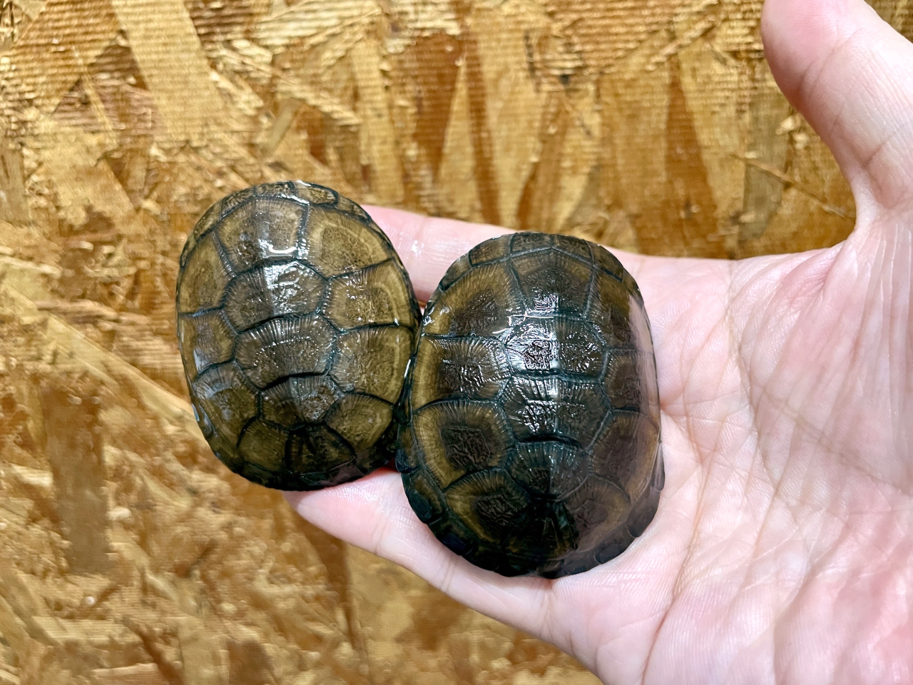 クリイロハコヨコクビガメ(5)