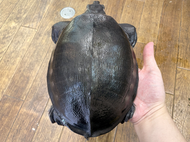 スッポンモドキ