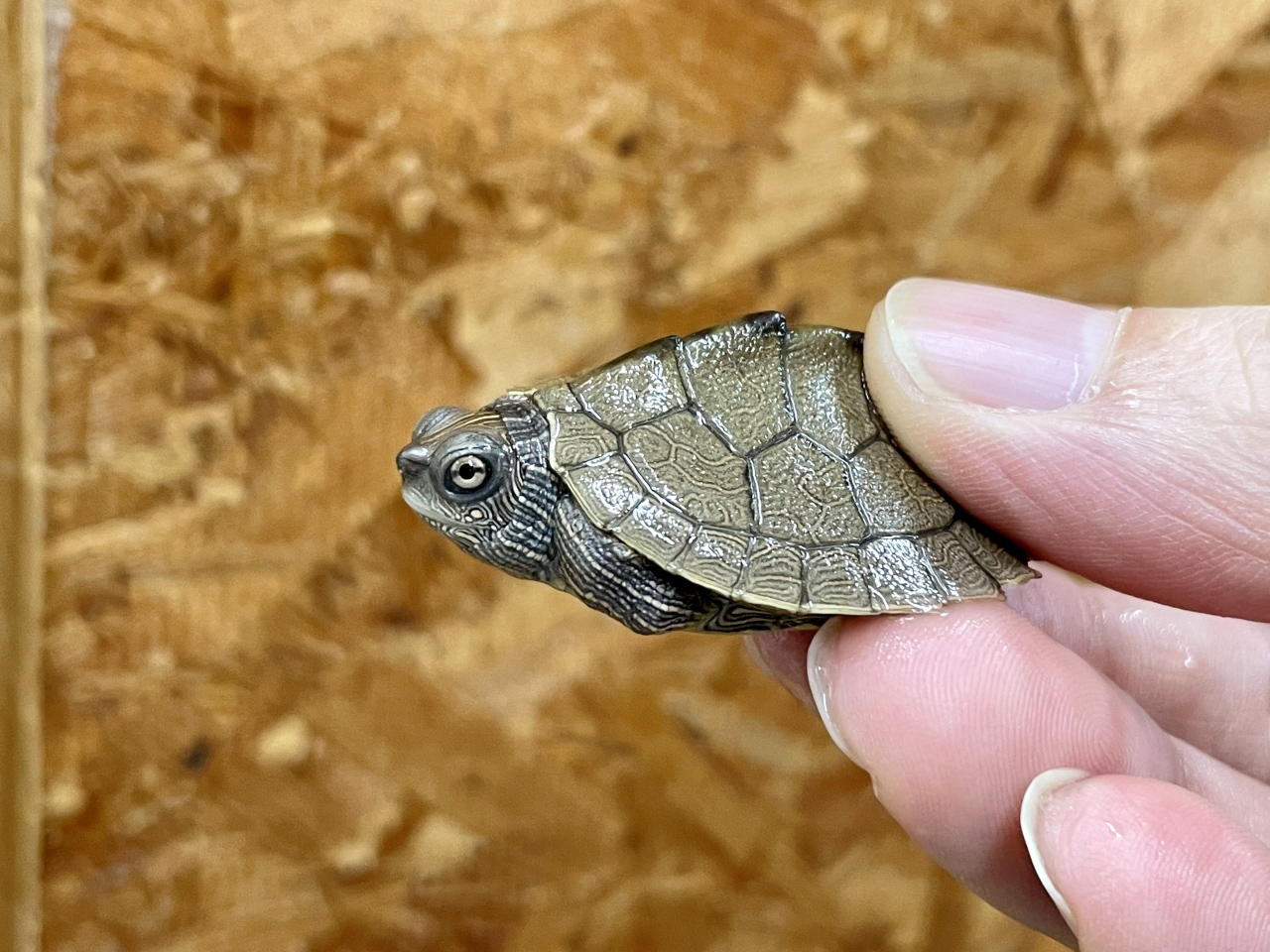 ニセチズガメ(2)