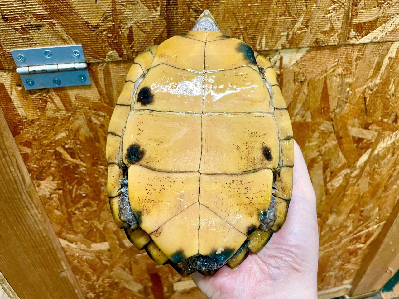 ムオヒラセガメ(7)