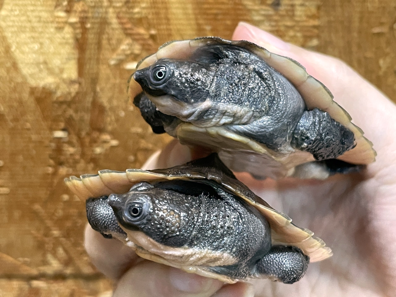 サウスイリアンカブトガメ(2)