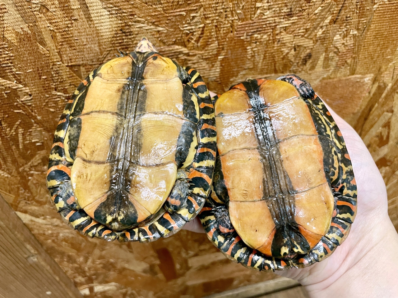 コスタリカアカスジヤマガメ(5)