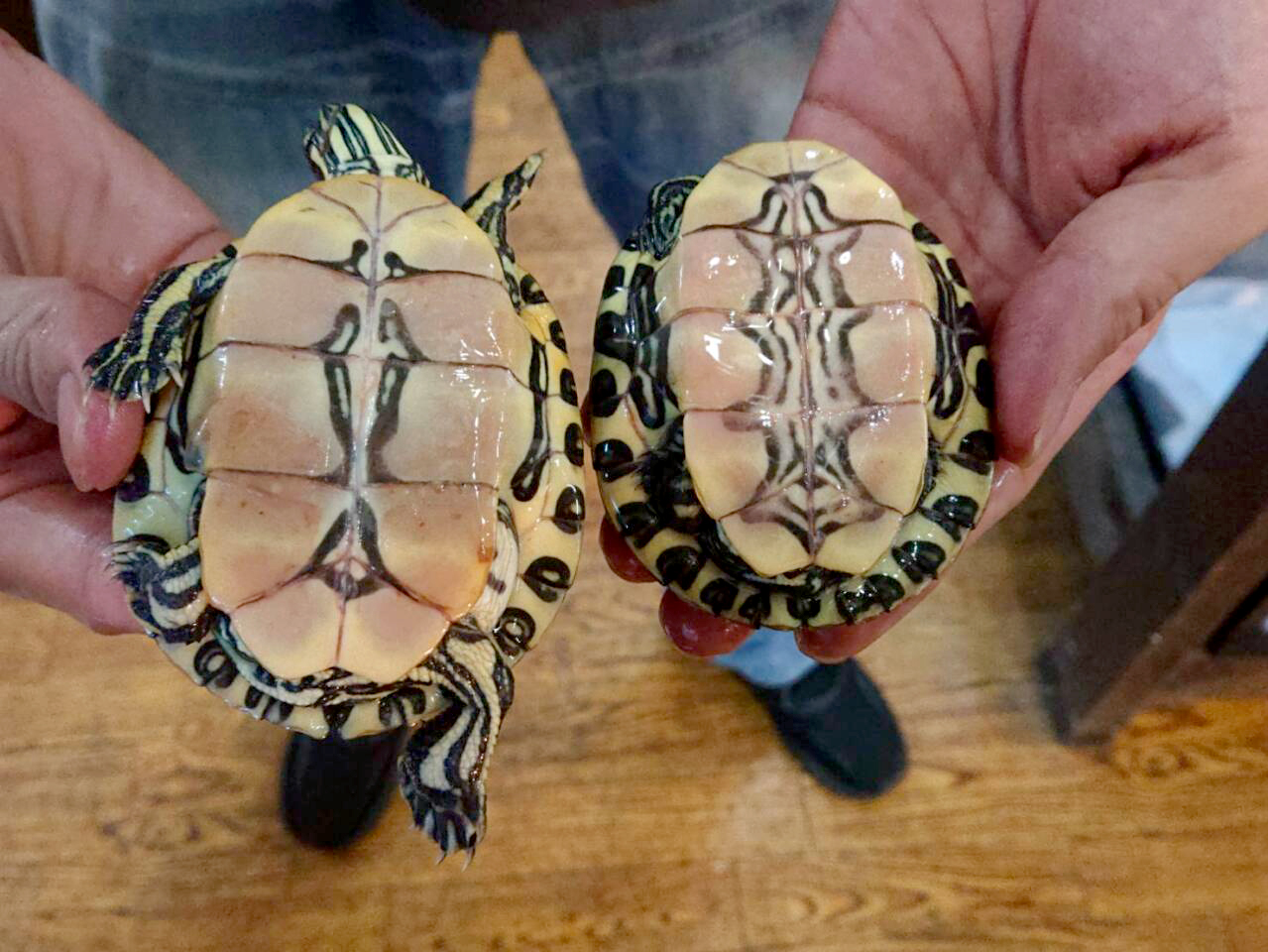 タバスコクジャクガメ(5)