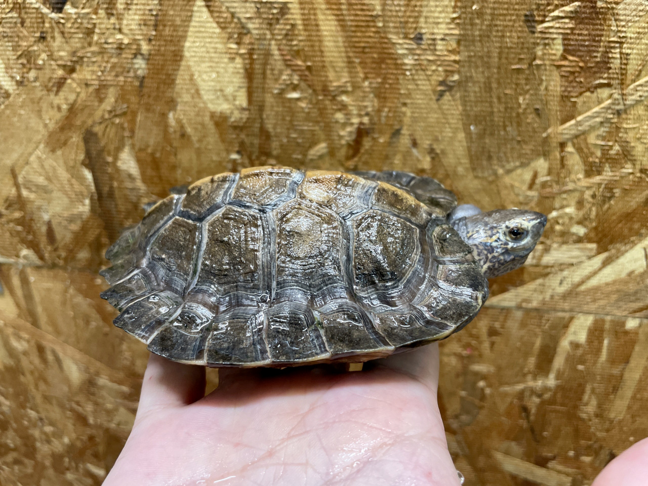 オオヤマガメ(6)