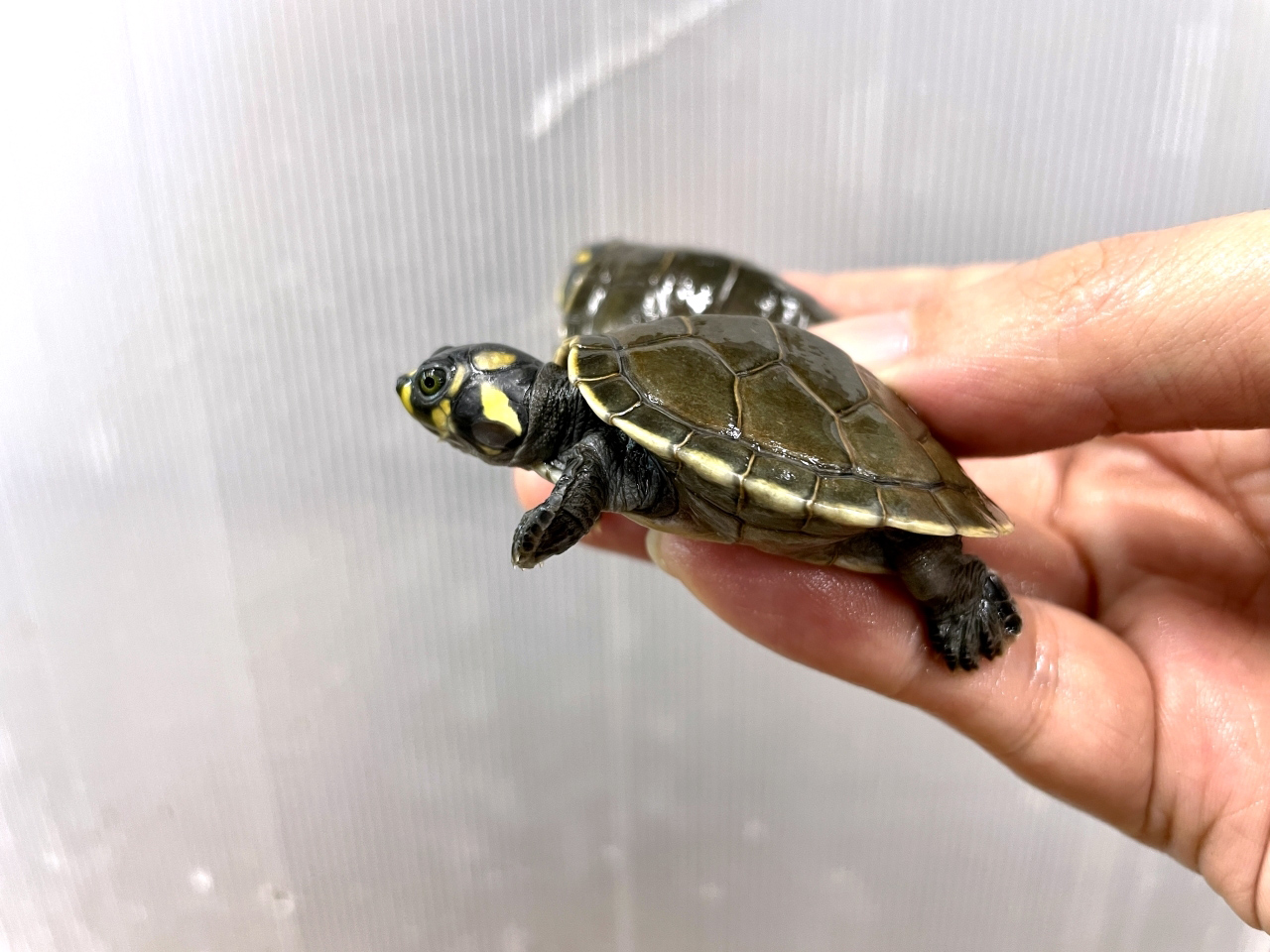 モンキヨコクビガメ(7)