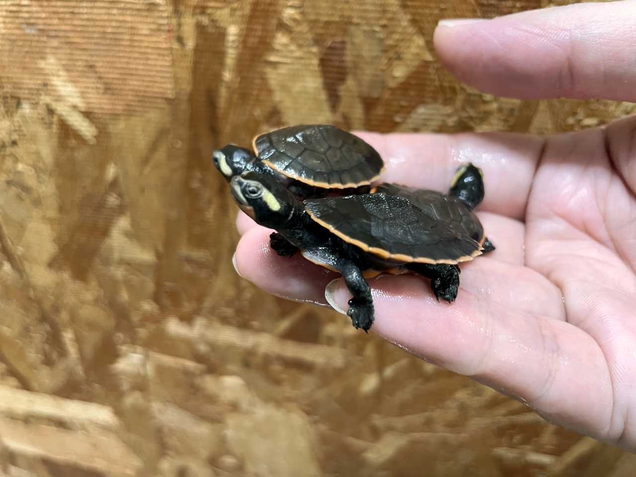 ニシキマゲクビガメ(2)