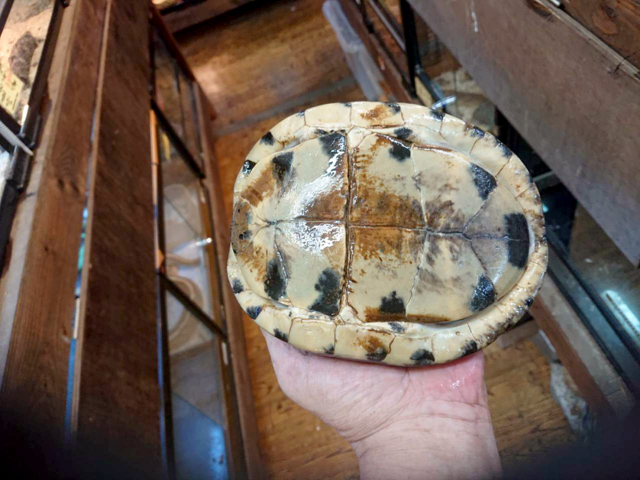 ジャワハコガメ(3)