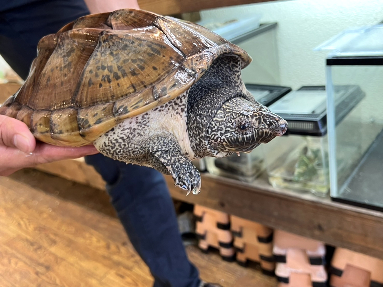 ジャイアントマスクタートル(10)