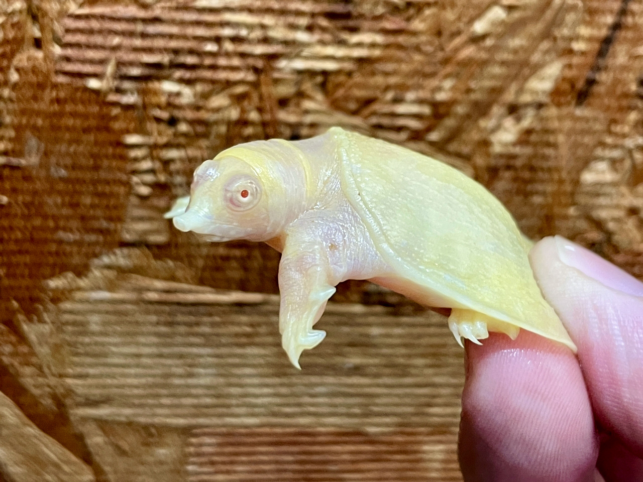 シナスッポン(9)