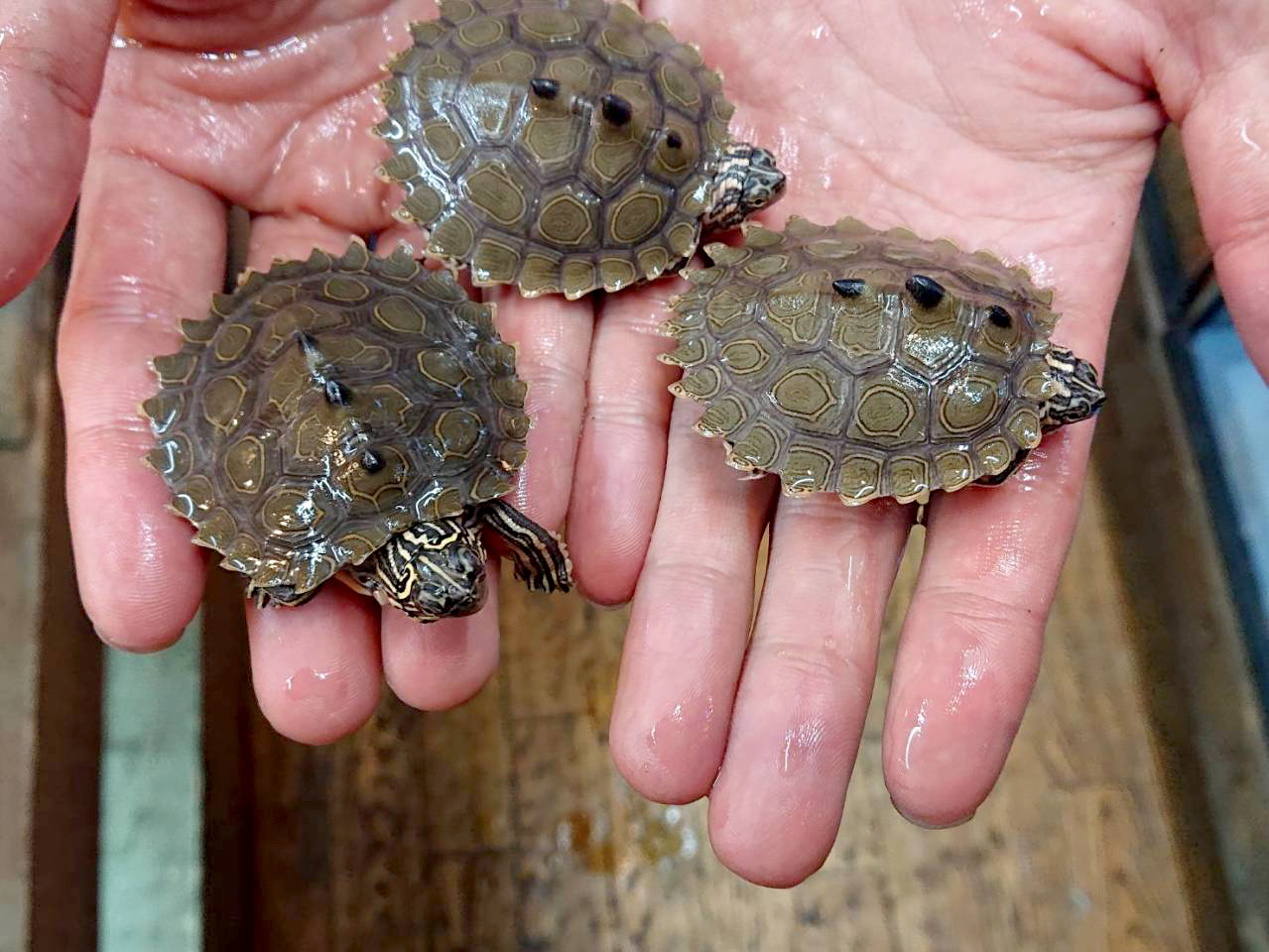 キタクロコブチズガメ(5)