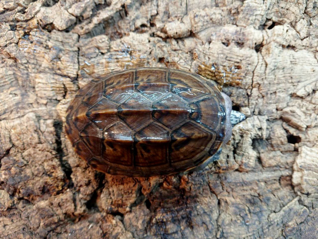 ジャイアントマスクタートル