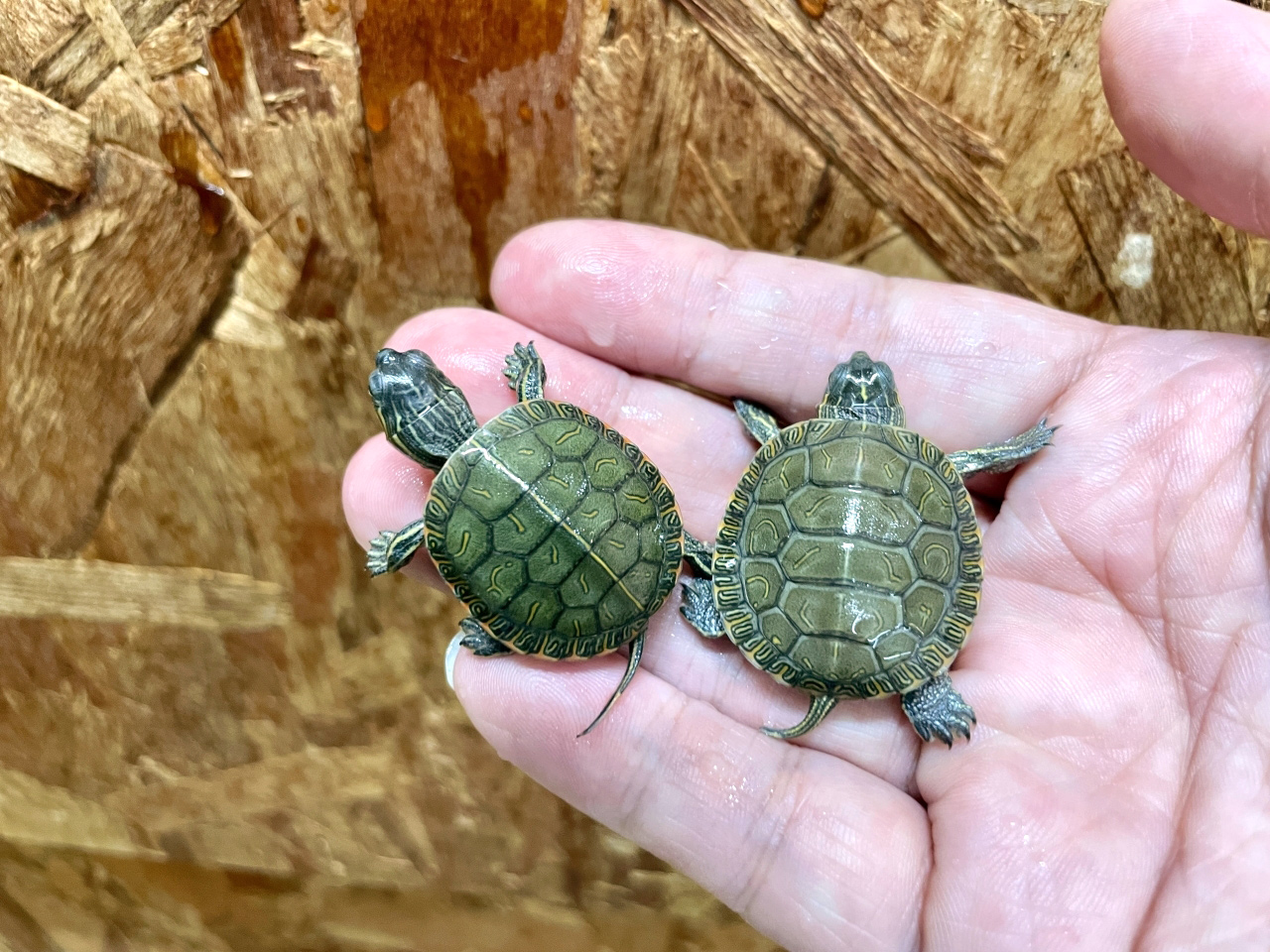 セイブニシキガメ(1)
