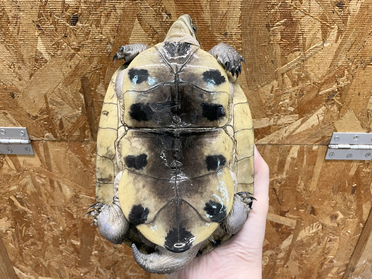 シャムハコガメ(8)
