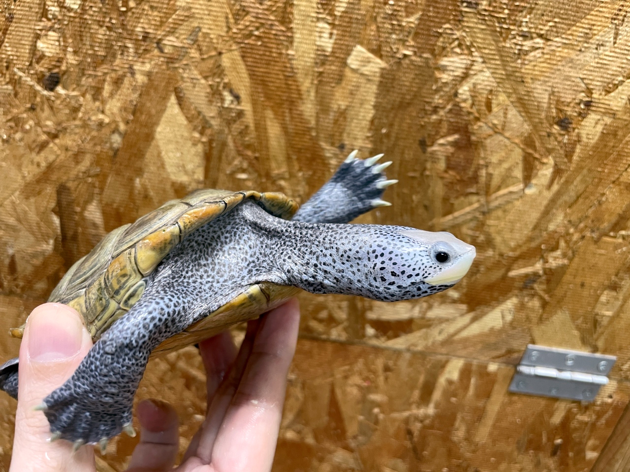 カロリナダイヤモンドバックテラピン(3)