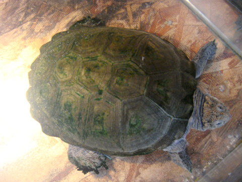 ノコヘリハコヨコクビガメ(12)