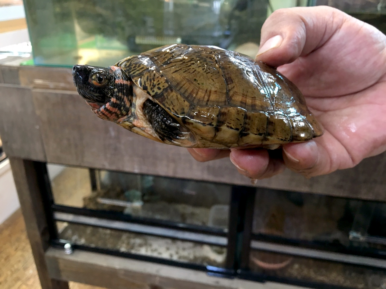 ジャノメイシガメ(8)