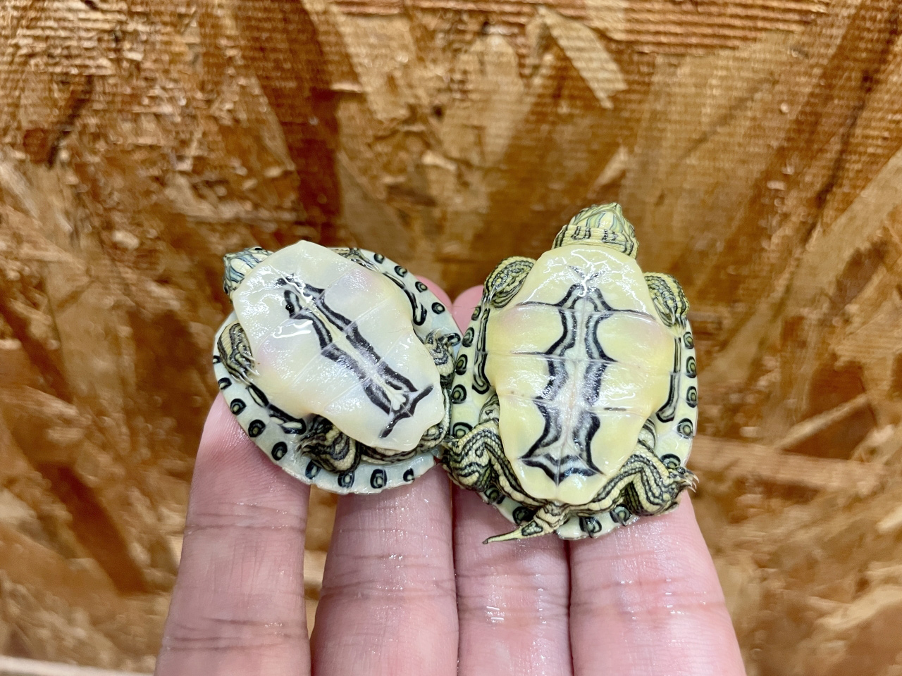 チュウベイクジャクガメ(3)