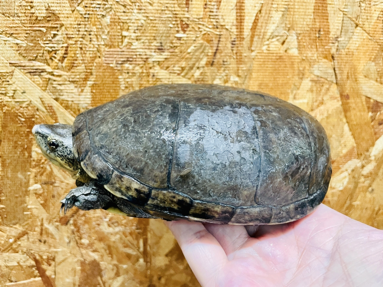 ゴツアシドロガメ(2)