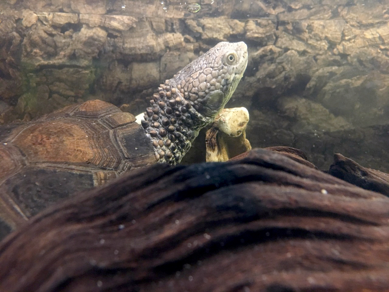 クロハラヘビクビガメ(2)