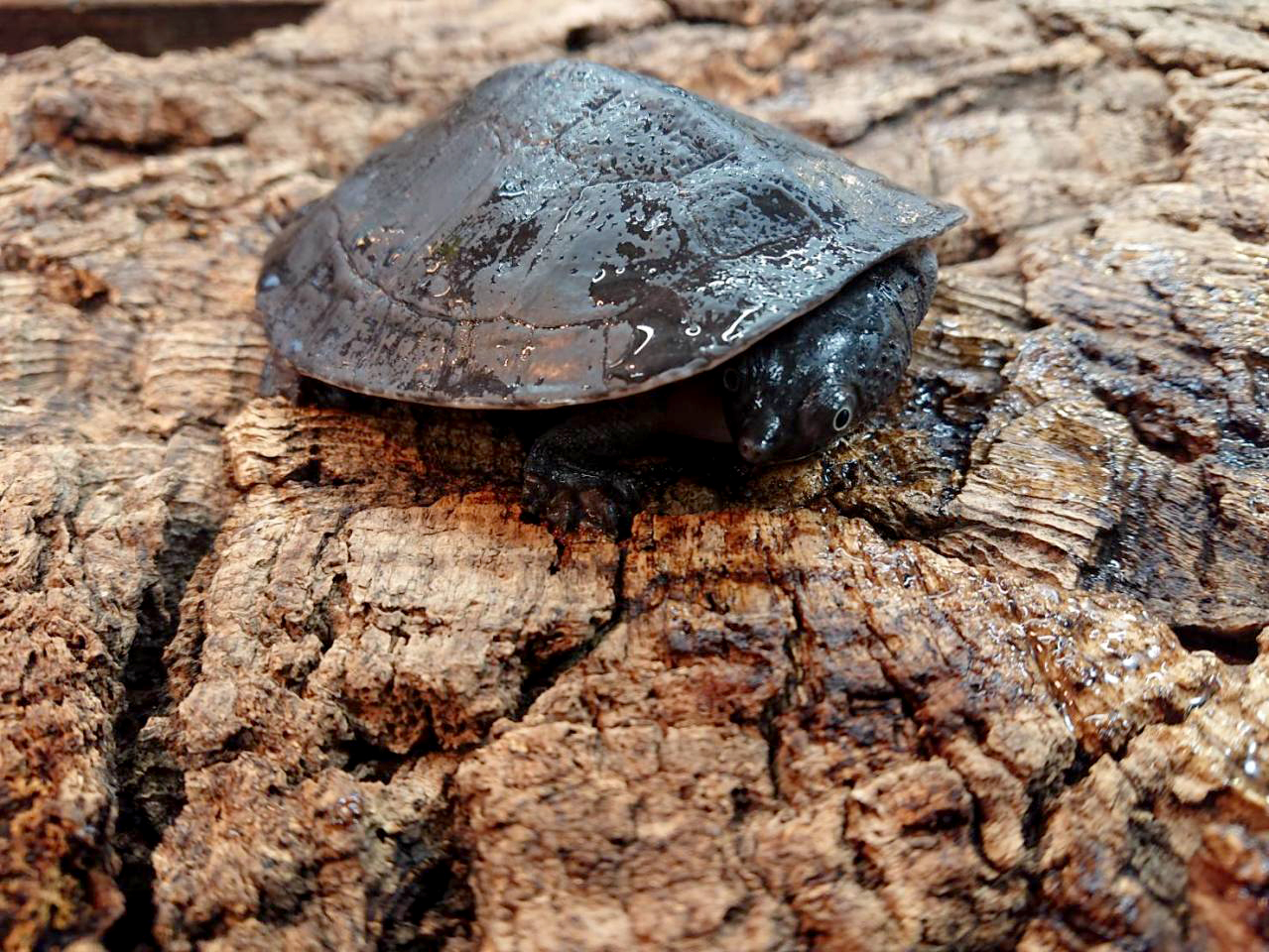 シュルツカブトガメ(1)