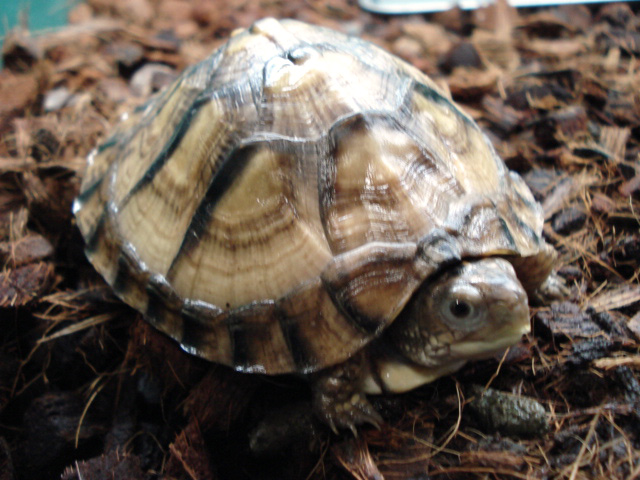 メキシコハコガメ(9)
