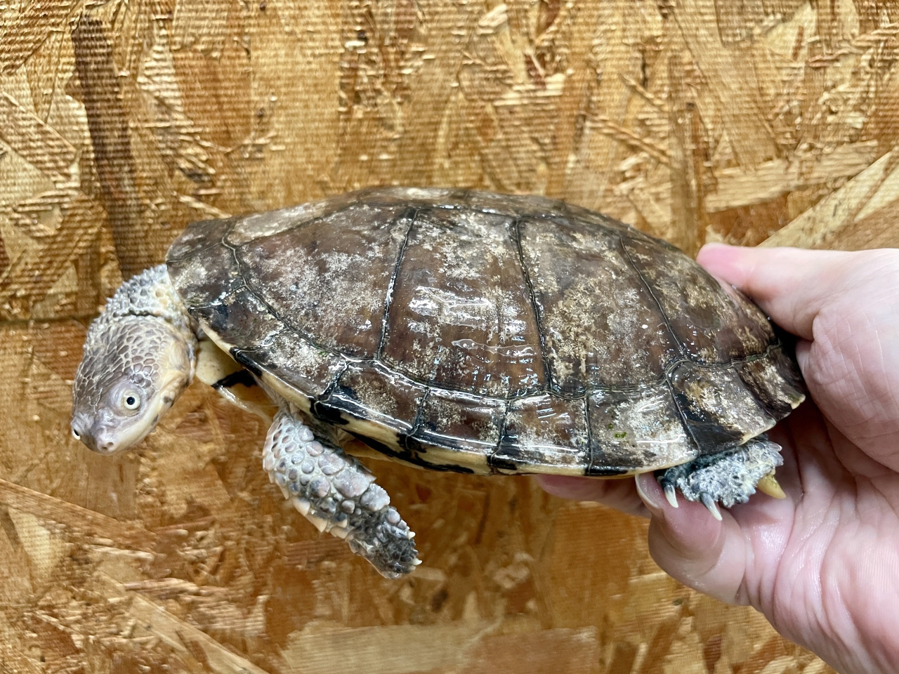 トゲモモヘビクビガメ(2)