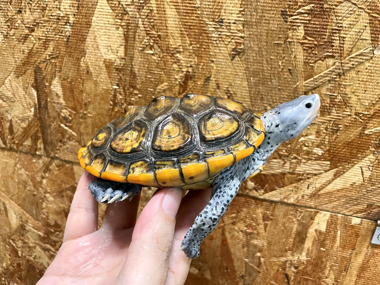 オルナータダイヤモンドバックテラピン(6)