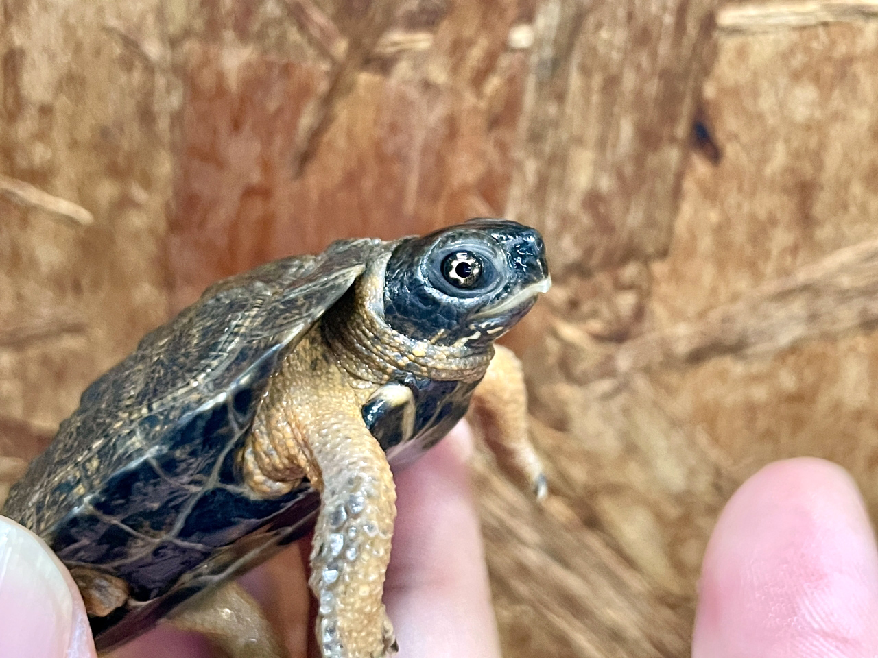 モリイシガメ(7)