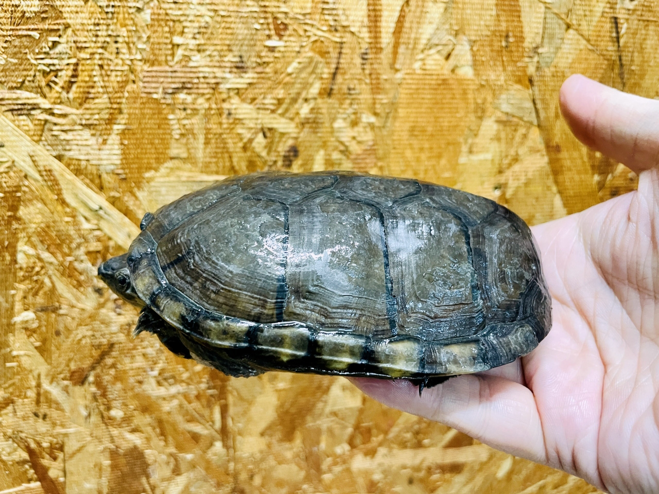 ゴツアシドロガメ(4)