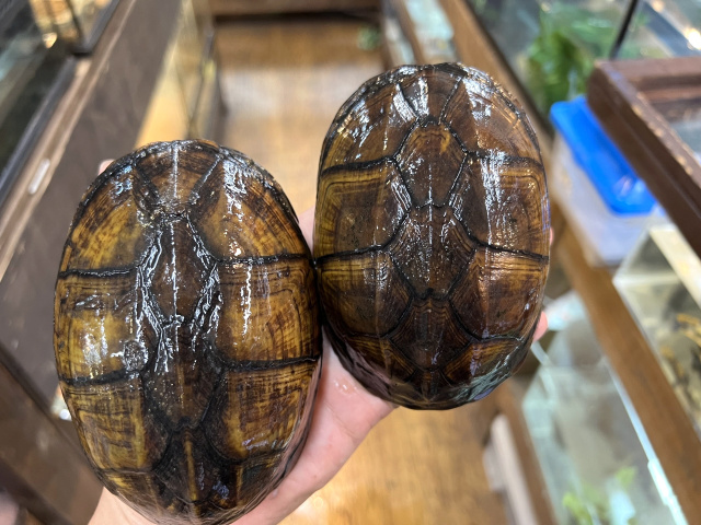 ホオアカドロガメ