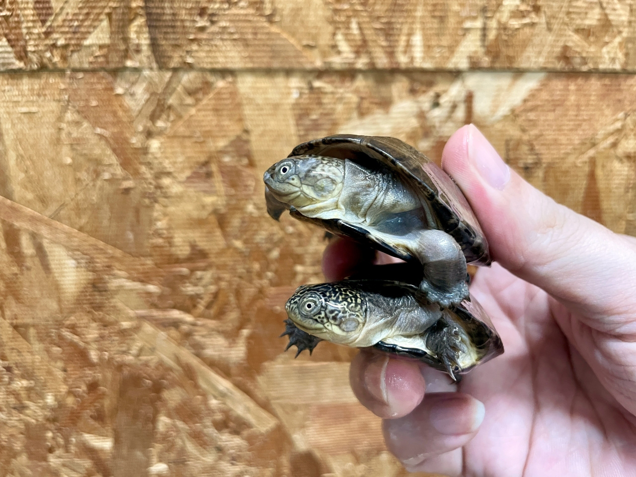 クリイロハコヨコクビガメ(6)