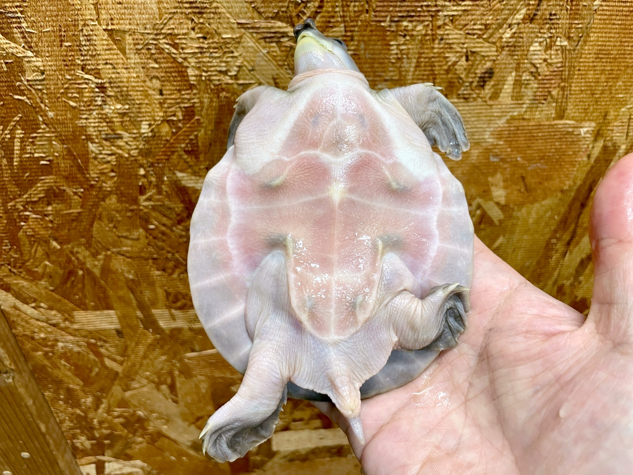 スッポンモドキ(8)