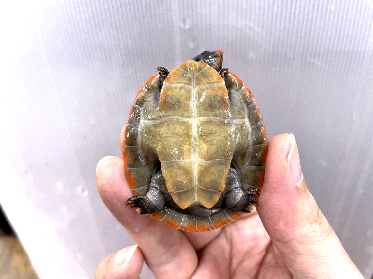 カイエンズアカヨコクビガメ(8)