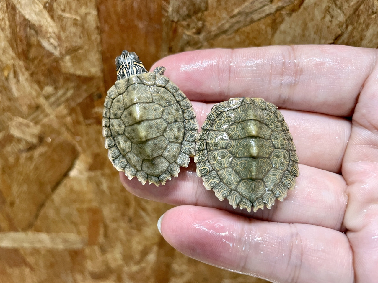 テキサスチズガメ(5)