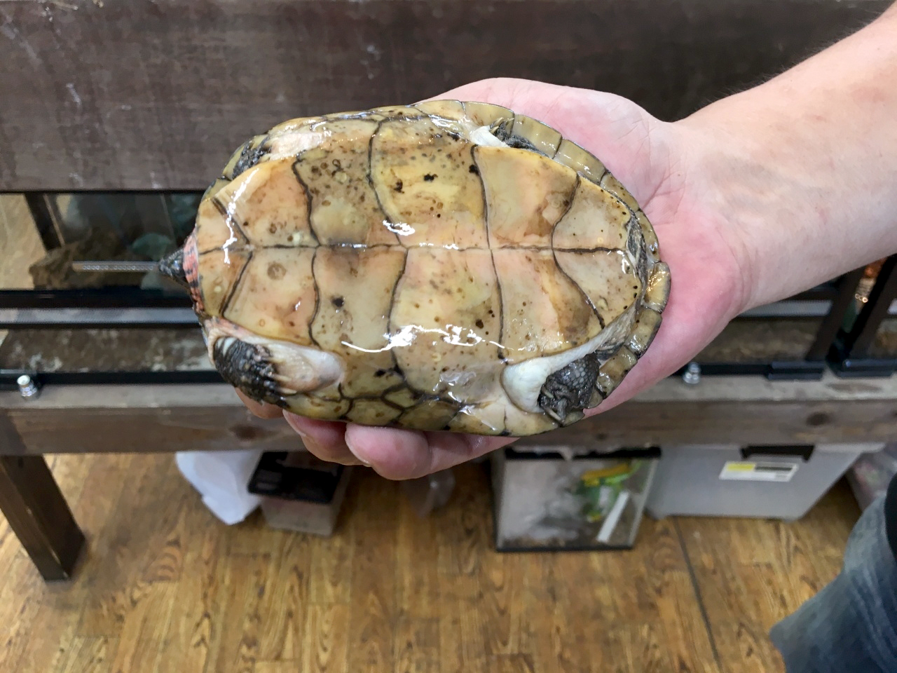 ジャノメイシガメ(9)