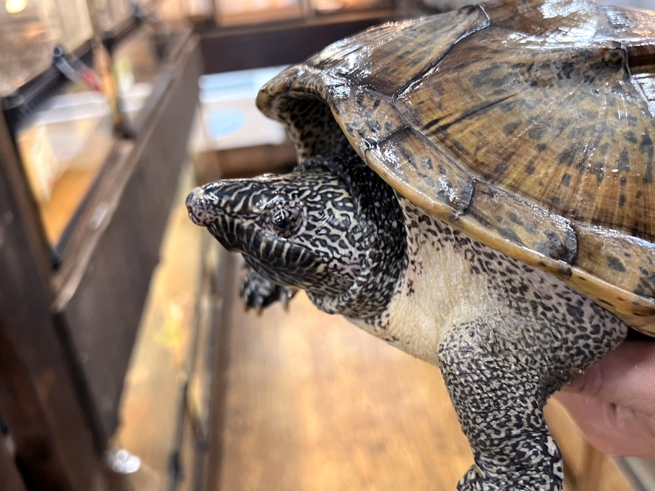 ジャイアントマスクタートル(11)