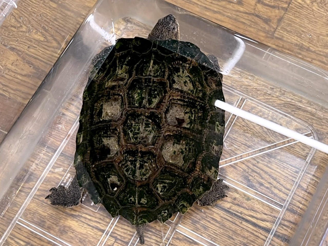 キバラマルガメ(1)